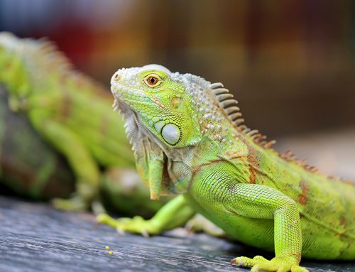 When Your Iguana’s Tail Breaks Off, What You Need to Know
