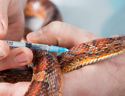 Upper Respiratory Infections in Snakes