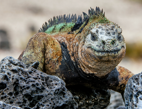 Endangered Reptiles – The Marine Iguana