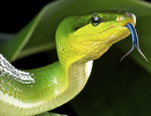 Happy World Snake Day!