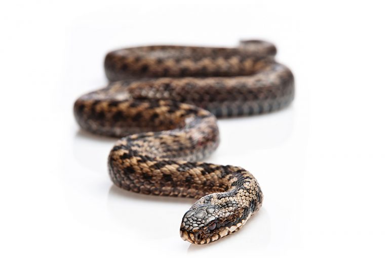 Snake Reptile Shows of New England