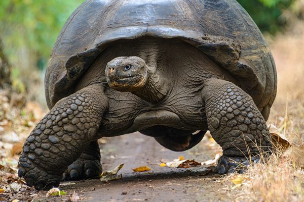 Extinct Species Of Tortoise Getting A Second Chance | Reptile Shows Of ...