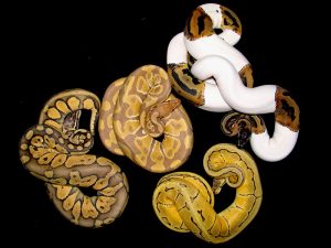 A Few Interesting Facts About Ball Pythons