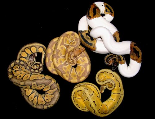 A Few Interesting Facts About Ball Pythons