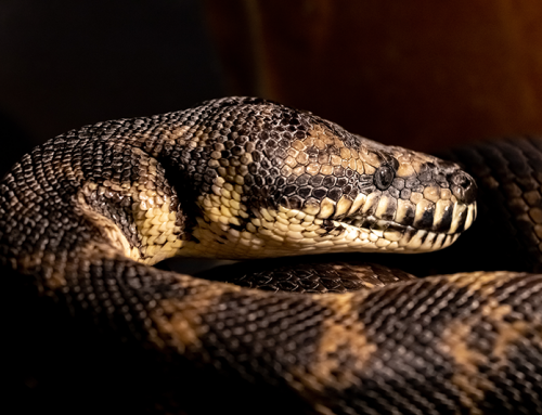 Our Featured Reptile This Month Is The Carpet Python