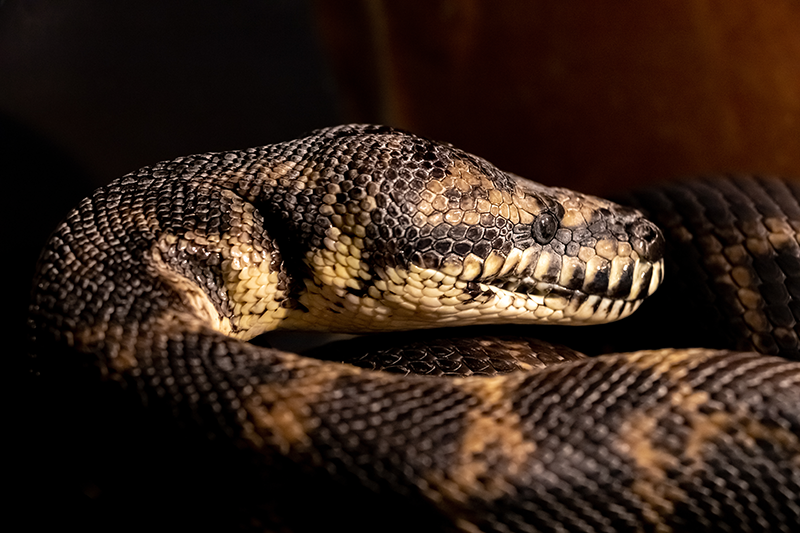 Our Featured Reptile This Month Is The Carpet Python Shows Of New England