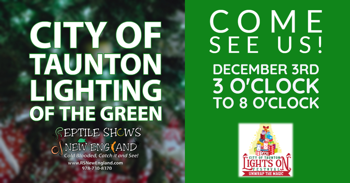Taunton Christmas Tree Lighting Ceremony 2022 Reptile Shows of New